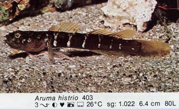 Aruma histrio